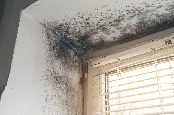Affordable Mold Remediation solutions in Clarksburg, MD